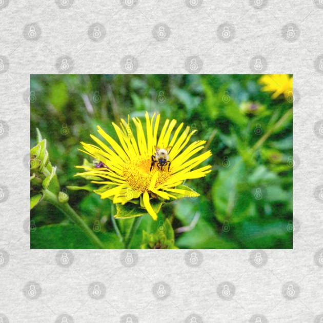 Bee On Elecampane Flower 1 by Robert Alsop